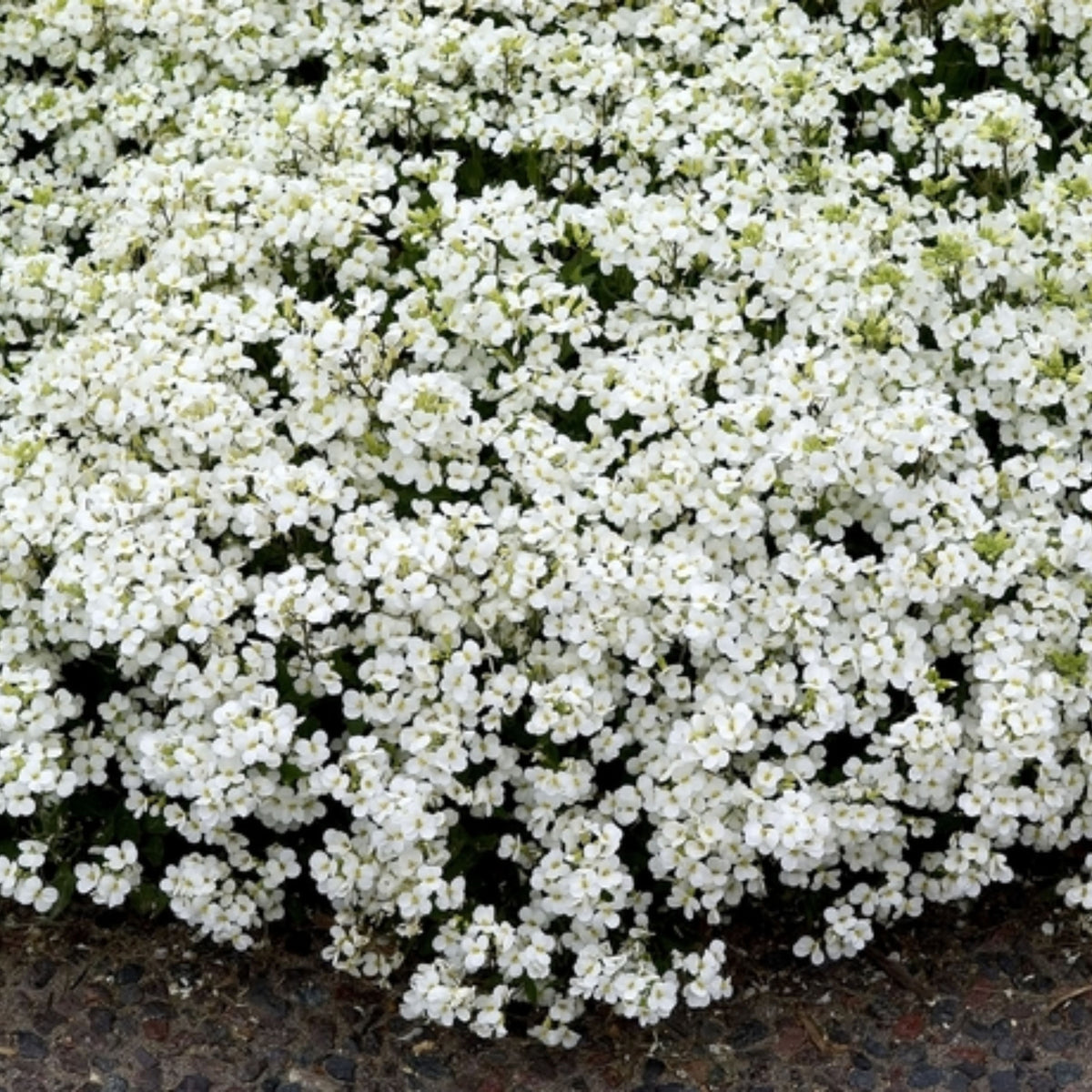 30s| Arabis Mix Seeds– Heirloom, Non-GMO, Early Blooming Perennial, Drought Tolerant, Easy to Grow Groundcover, Ideal for Rock Gardens, Borders, and Pollinator Gardens#8025