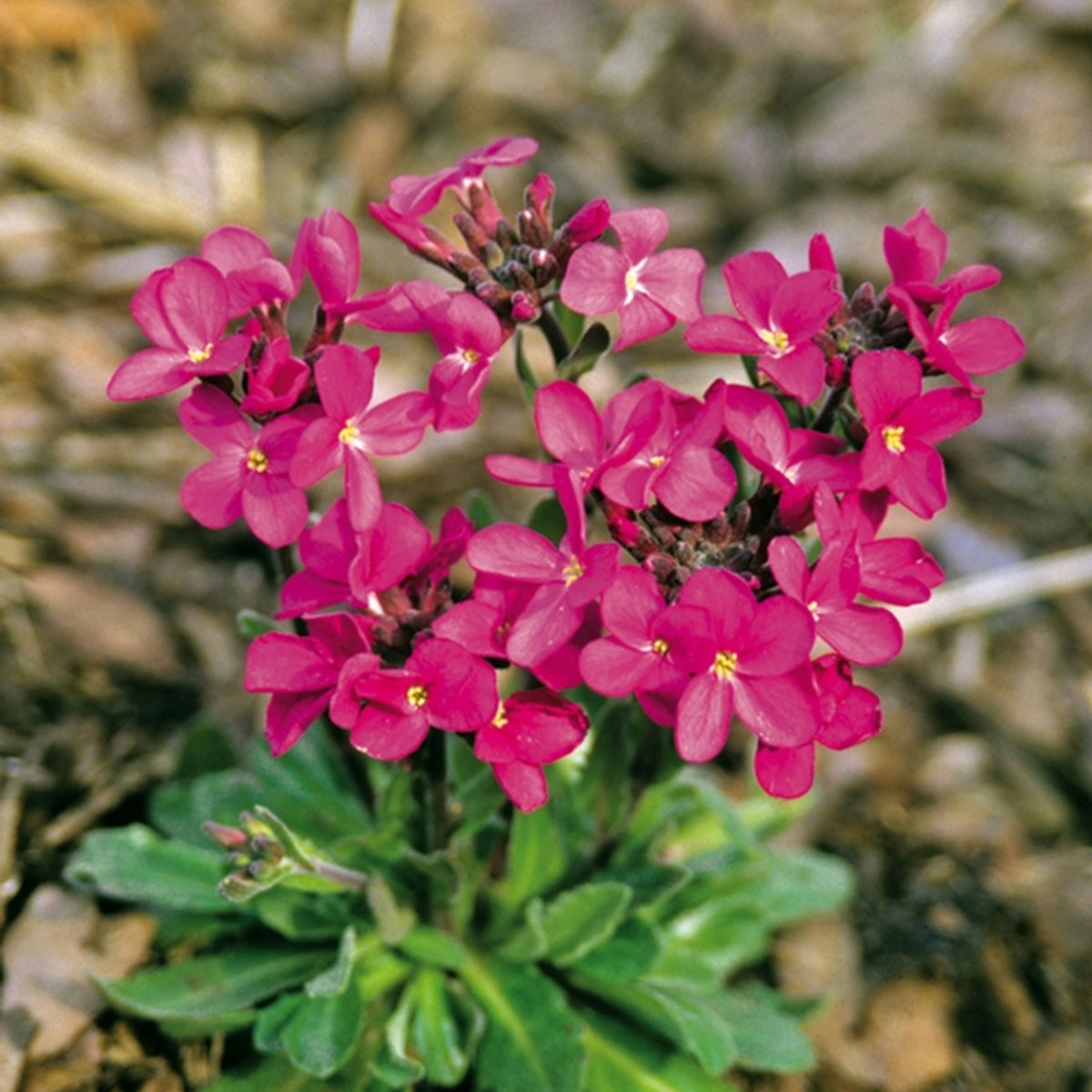 30s| Arabis Mix Seeds– Heirloom, Non-GMO, Early Blooming Perennial, Drought Tolerant, Easy to Grow Groundcover, Ideal for Rock Gardens, Borders, and Pollinator Gardens#8025