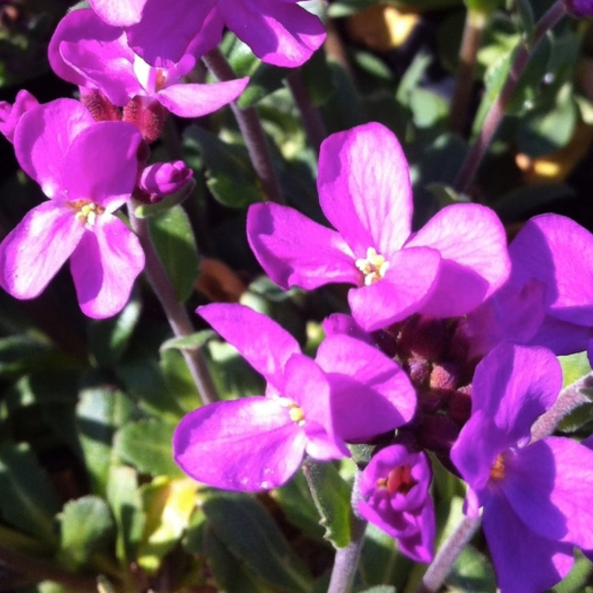30s| Arabis Mix Seeds– Heirloom, Non-GMO, Early Blooming Perennial, Drought Tolerant, Easy to Grow Groundcover, Ideal for Rock Gardens, Borders, and Pollinator Gardens#8025