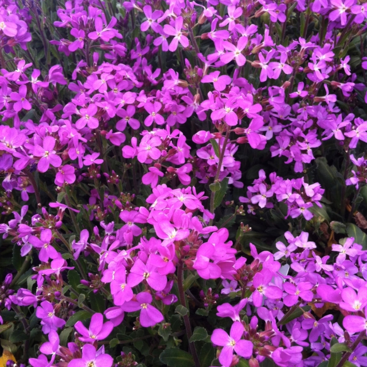 30s| Arabis Mix Seeds– Heirloom, Non-GMO, Early Blooming Perennial, Drought Tolerant, Easy to Grow Groundcover, Ideal for Rock Gardens, Borders, and Pollinator Gardens#8025