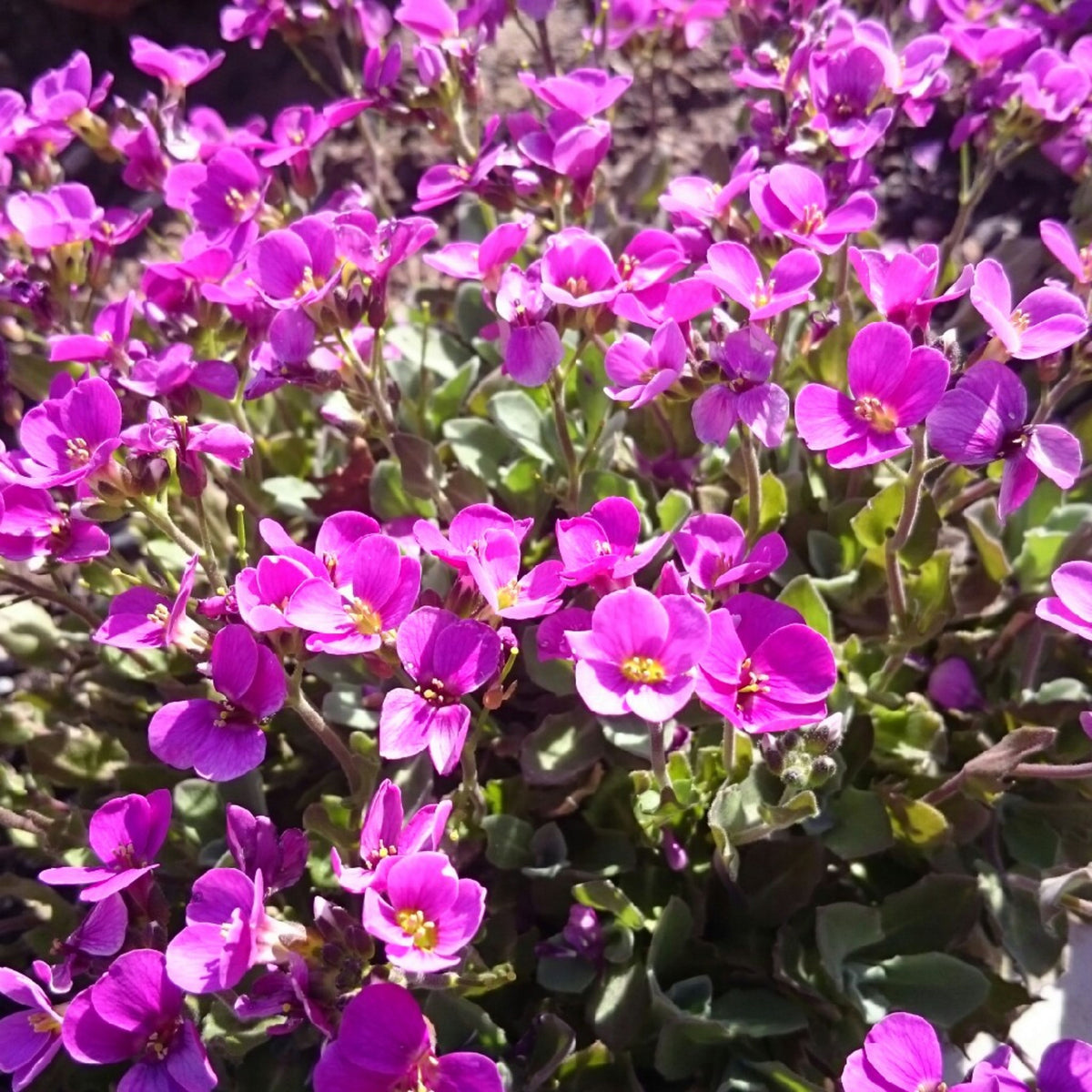 30s| Arabis Mix Seeds– Heirloom, Non-GMO, Early Blooming Perennial, Drought Tolerant, Easy to Grow Groundcover, Ideal for Rock Gardens, Borders, and Pollinator Gardens#8025