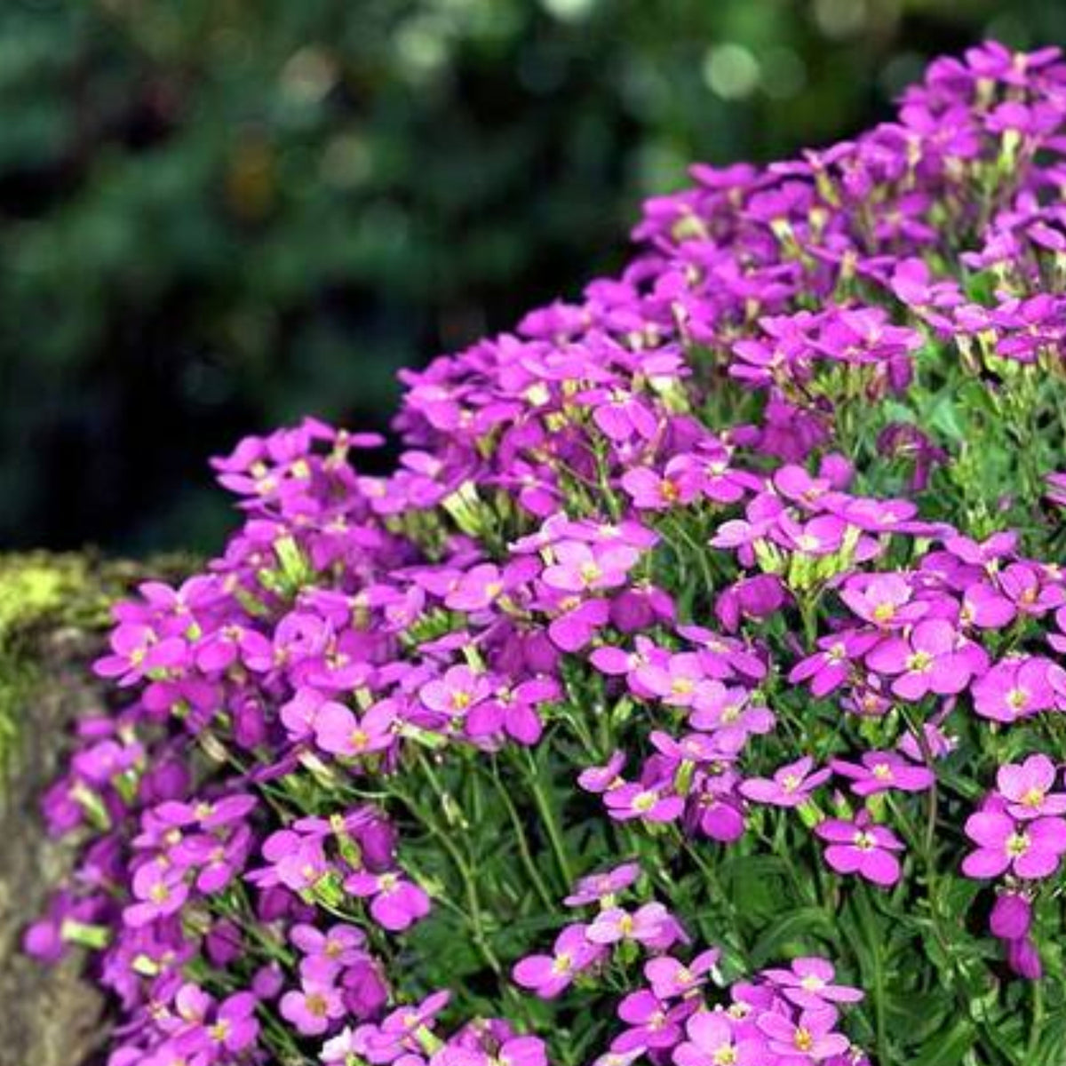 30s| Arabis Mix Seeds– Heirloom, Non-GMO, Early Blooming Perennial, Drought Tolerant, Easy to Grow Groundcover, Ideal for Rock Gardens, Borders, and Pollinator Gardens#8025