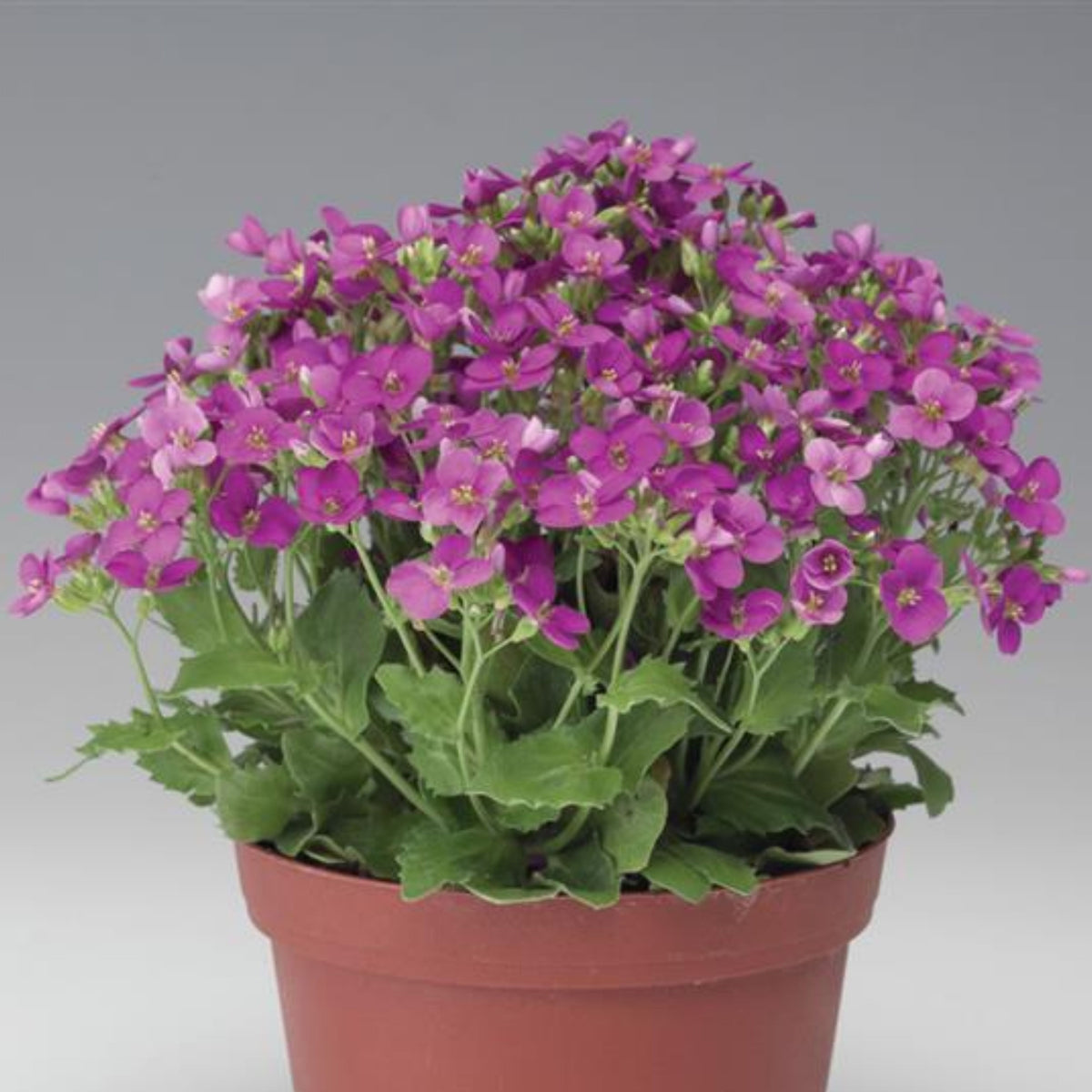30s| Arabis Mix Seeds– Heirloom, Non-GMO, Early Blooming Perennial, Drought Tolerant, Easy to Grow Groundcover, Ideal for Rock Gardens, Borders, and Pollinator Gardens#8025