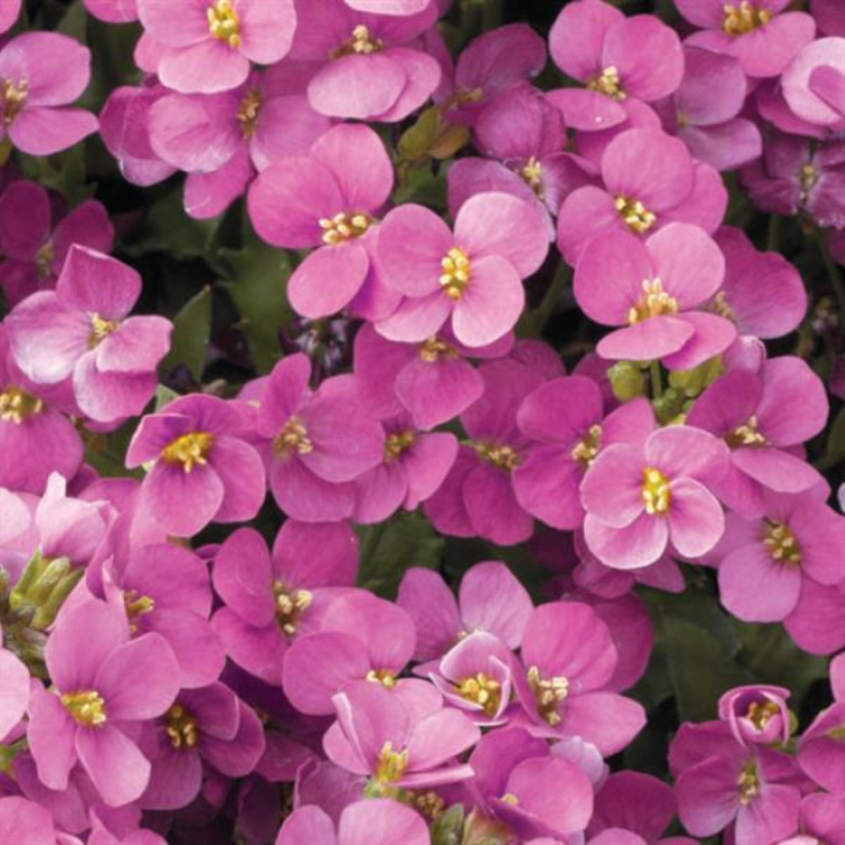30s| Arabis Mix Seeds– Heirloom, Non-GMO, Early Blooming Perennial, Drought Tolerant, Easy to Grow Groundcover, Ideal for Rock Gardens, Borders, and Pollinator Gardens#8025