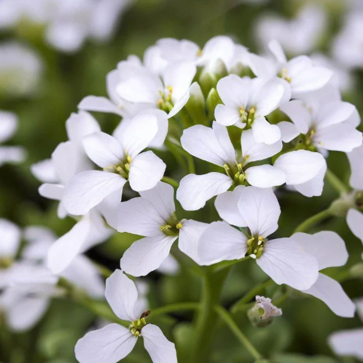 30s| Arabis Mix Seeds– Heirloom, Non-GMO, Early Blooming Perennial, Drought Tolerant, Easy to Grow Groundcover, Ideal for Rock Gardens, Borders, and Pollinator Gardens#8025