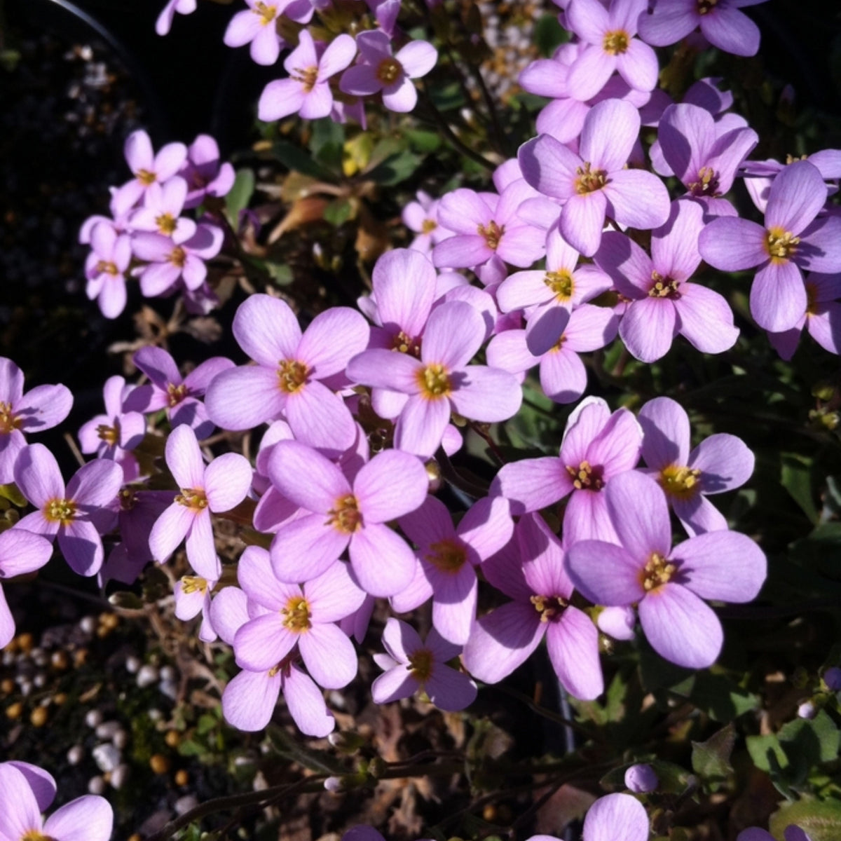 30s| Arabis Mix Seeds– Heirloom, Non-GMO, Early Blooming Perennial, Drought Tolerant, Easy to Grow Groundcover, Ideal for Rock Gardens, Borders, and Pollinator Gardens#8025