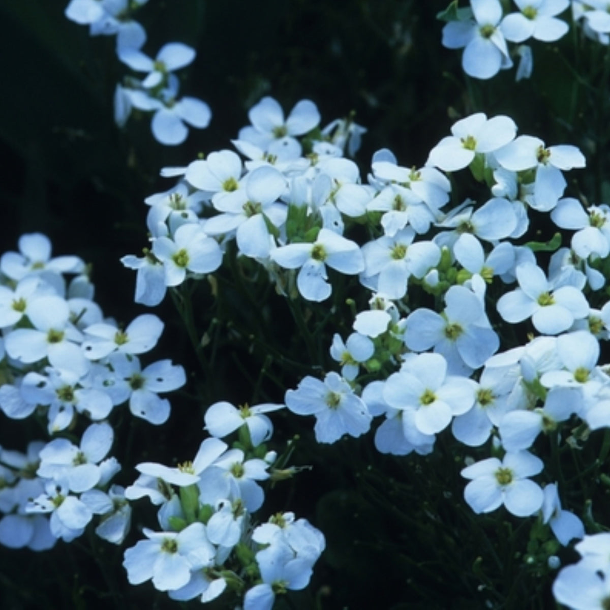 30s| Arabis Mix Seeds– Heirloom, Non-GMO, Early Blooming Perennial, Drought Tolerant, Easy to Grow Groundcover, Ideal for Rock Gardens, Borders, and Pollinator Gardens#8025