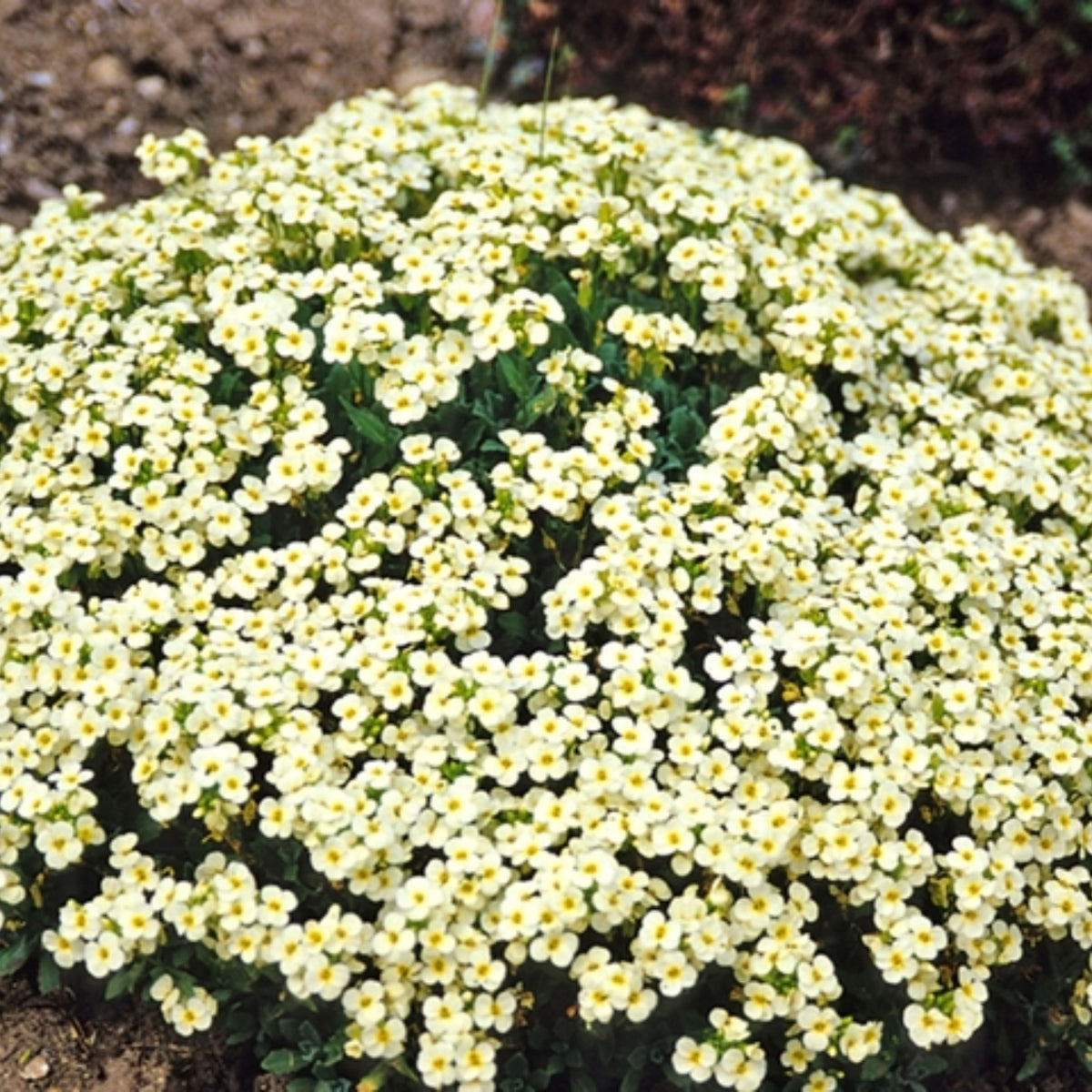 30s| Arabis Mix Seeds– Heirloom, Non-GMO, Early Blooming Perennial, Drought Tolerant, Easy to Grow Groundcover, Ideal for Rock Gardens, Borders, and Pollinator Gardens#8025
