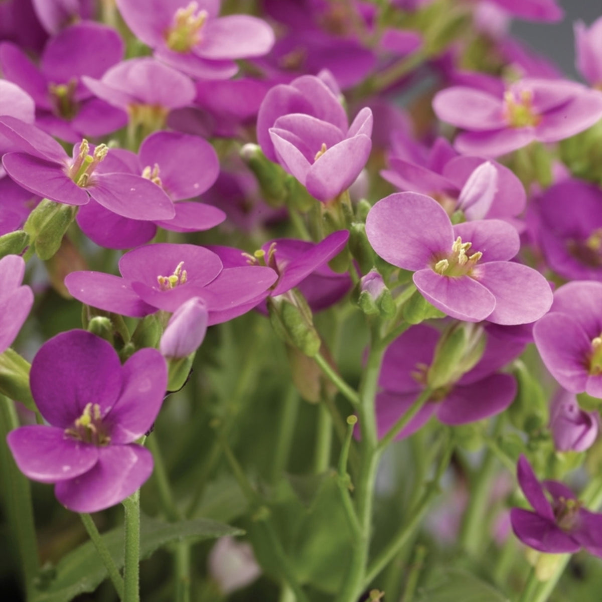 30s| Arabis Mix Seeds– Heirloom, Non-GMO, Early Blooming Perennial, Drought Tolerant, Easy to Grow Groundcover, Ideal for Rock Gardens, Borders, and Pollinator Gardens#8025