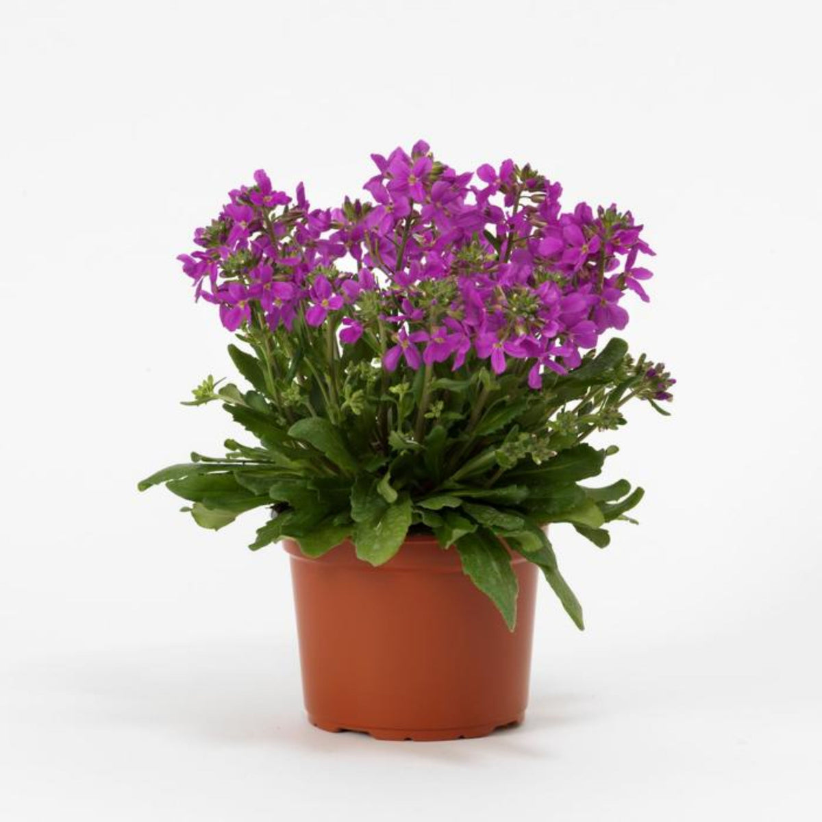 30s| Arabis Mix Seeds– Heirloom, Non-GMO, Early Blooming Perennial, Drought Tolerant, Easy to Grow Groundcover, Ideal for Rock Gardens, Borders, and Pollinator Gardens#8025