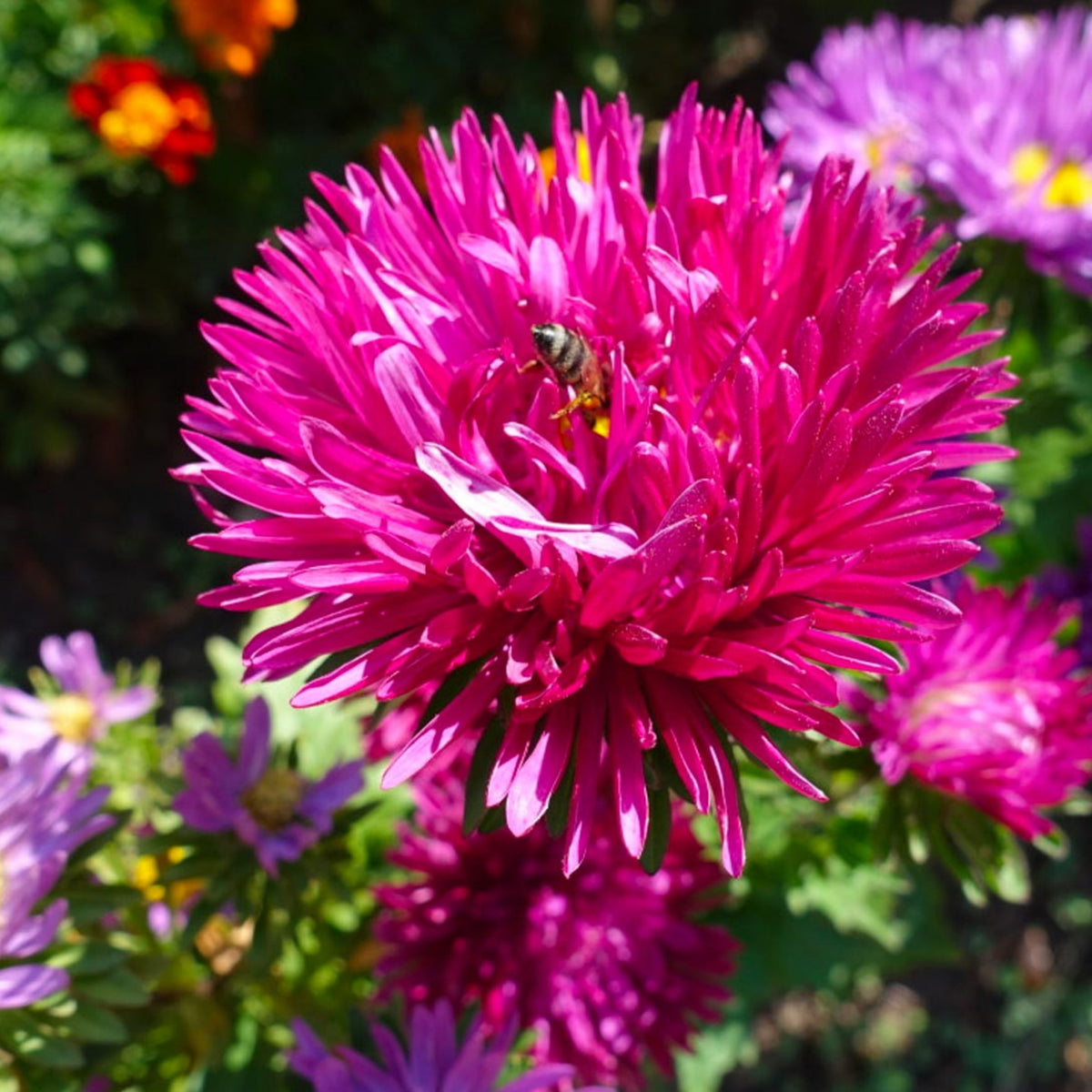 Powderpuff Mix Aster Seeds - Colorful Autumn Blooms, 20 seeds