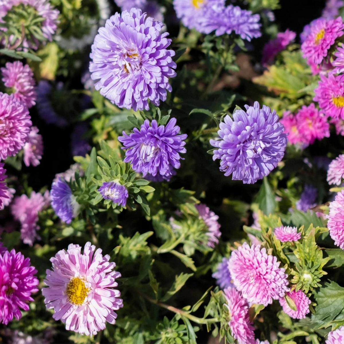Powderpuff Mix Aster Seeds - Colorful Autumn Blooms, 20 seeds