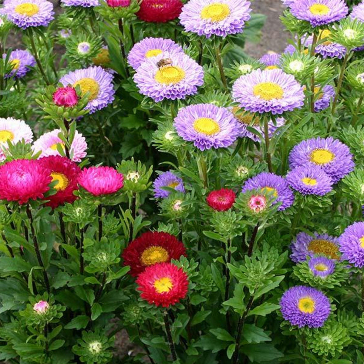 Powderpuff Mix Aster Seeds - Colorful Autumn Blooms, 20 seeds