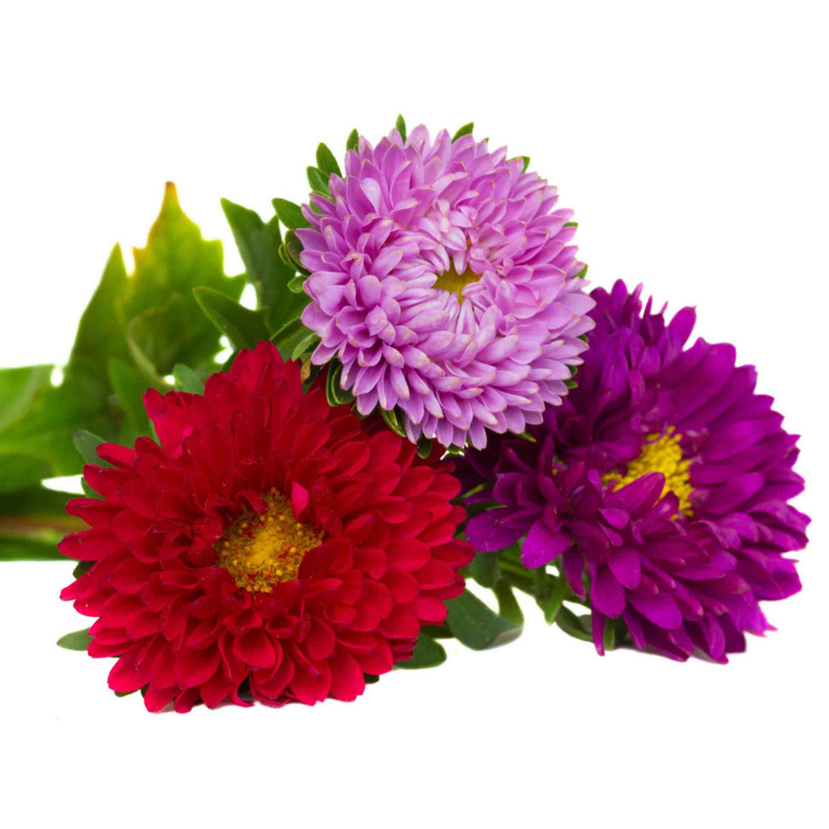 Powderpuff Mix Aster Seeds - Colorful Autumn Blooms, 20 seeds