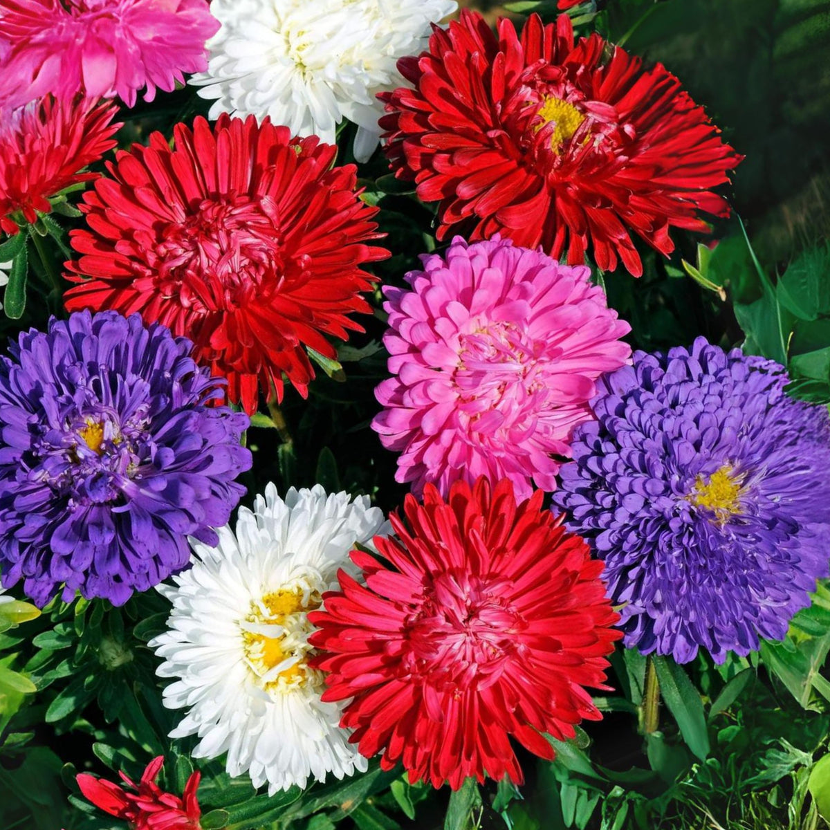 Powderpuff Mix Aster Seeds - Colorful Autumn Blooms, 20 seeds