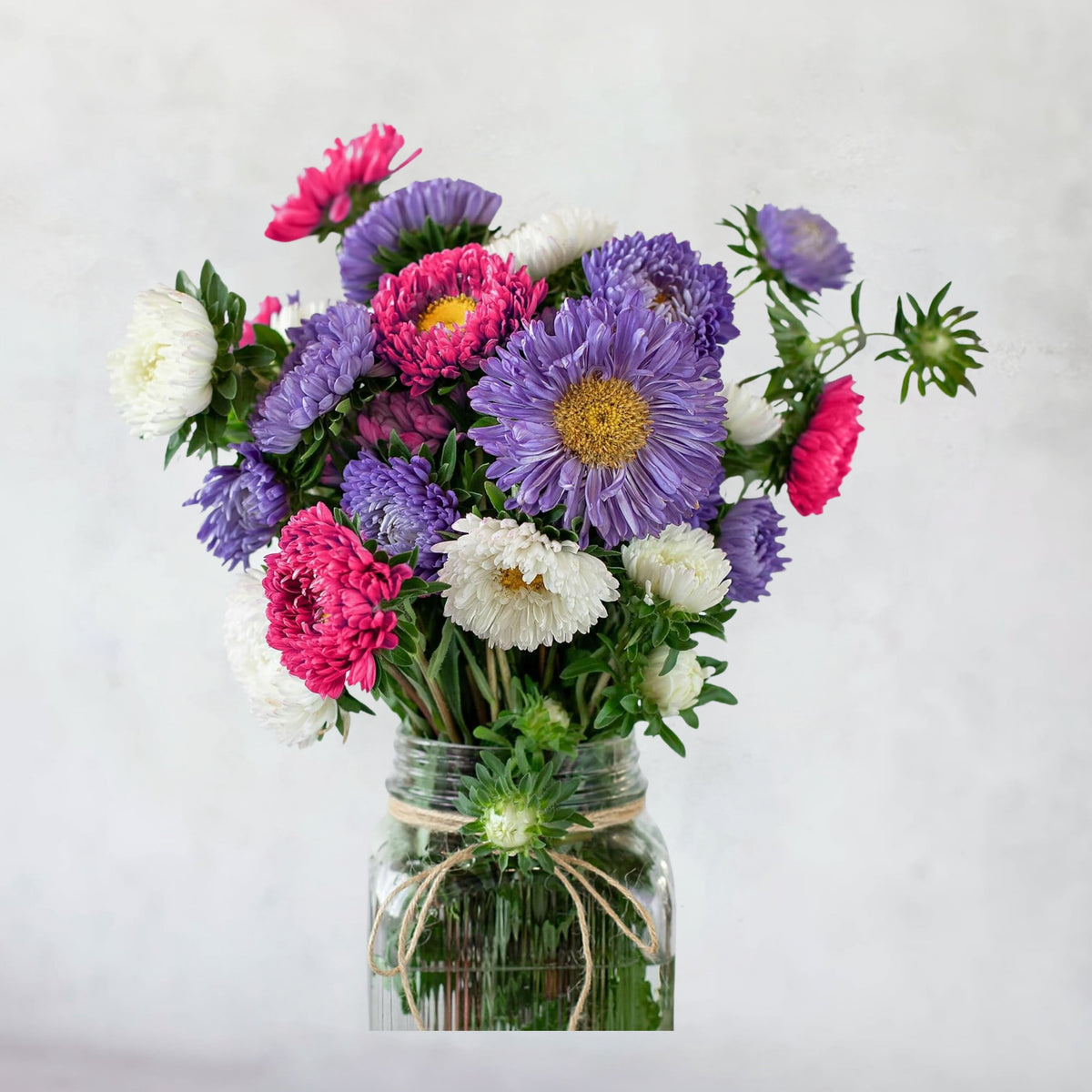 Powderpuff Mix Aster Seeds - Colorful Autumn Blooms, 20 seeds