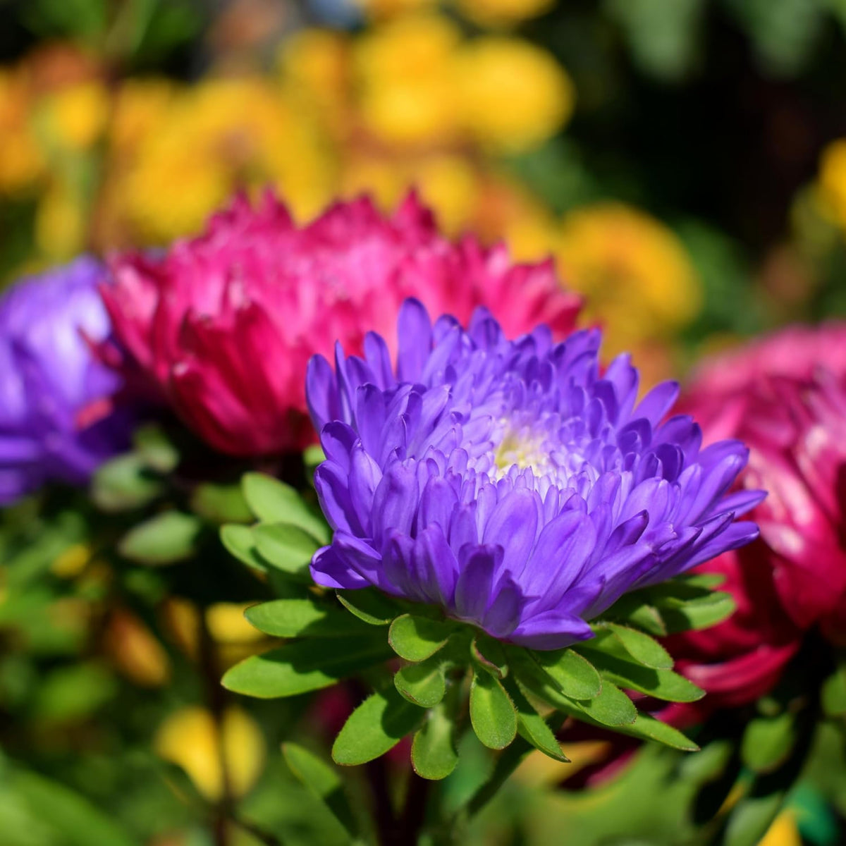 Powderpuff Mix Aster Seeds - Colorful Autumn Blooms, 20 seeds