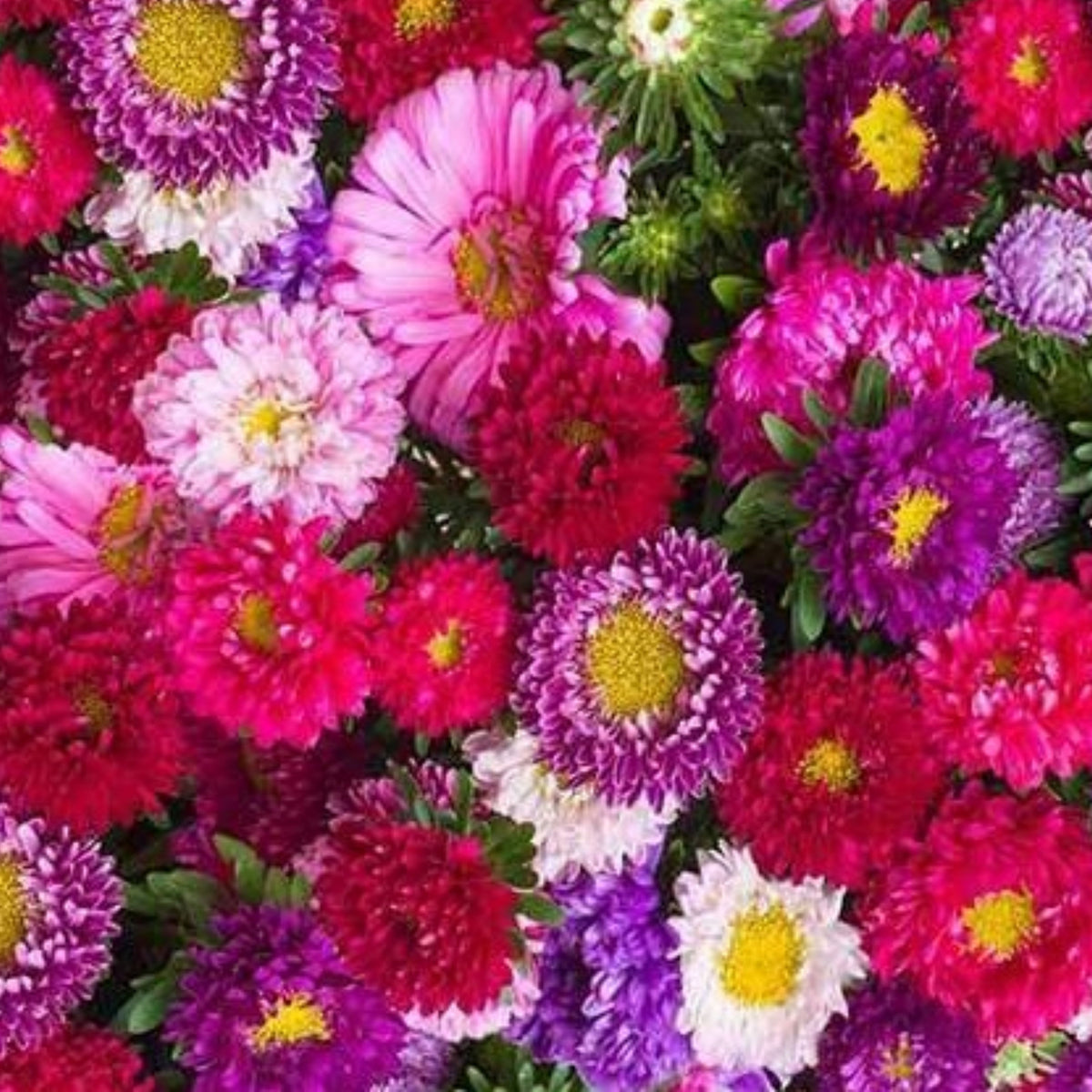 Powderpuff Mix Aster Seeds - Colorful Autumn Blooms, 20 seeds