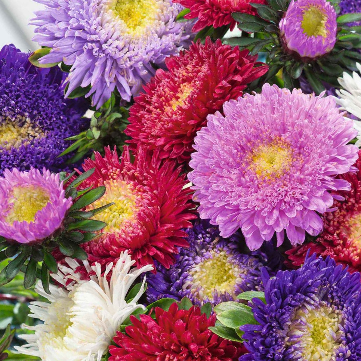 Powderpuff Mix Aster Seeds - Colorful Autumn Blooms, 20 seeds