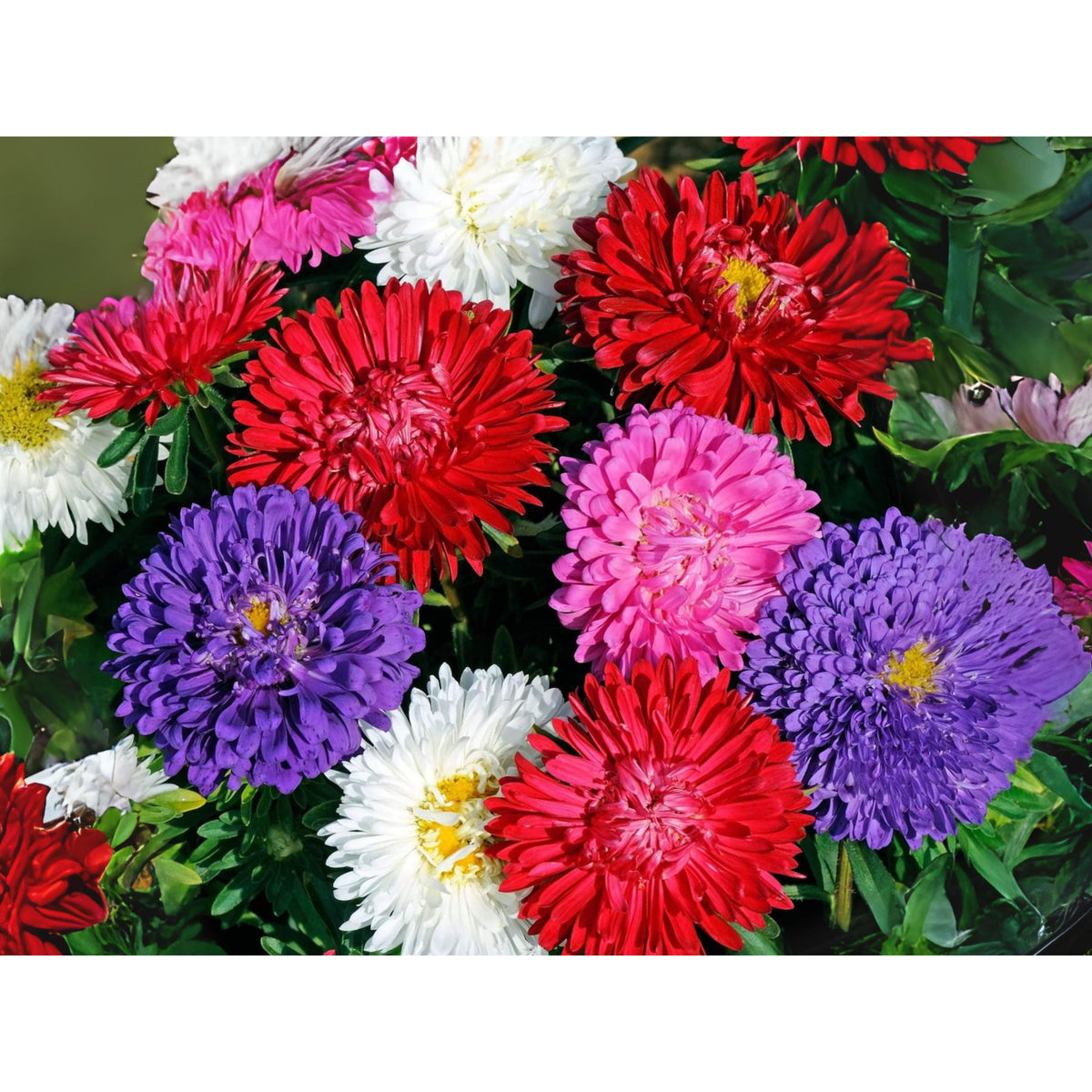 Powderpuff Mix Aster Seeds - Colorful Autumn Blooms, 20 seeds