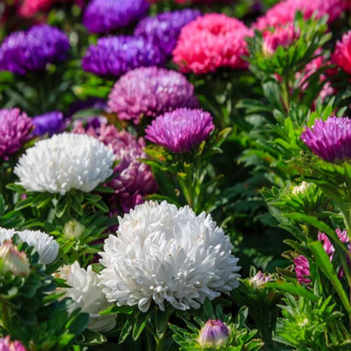 Powderpuff Mix Aster Seeds - Colorful Autumn Blooms, 20 seeds