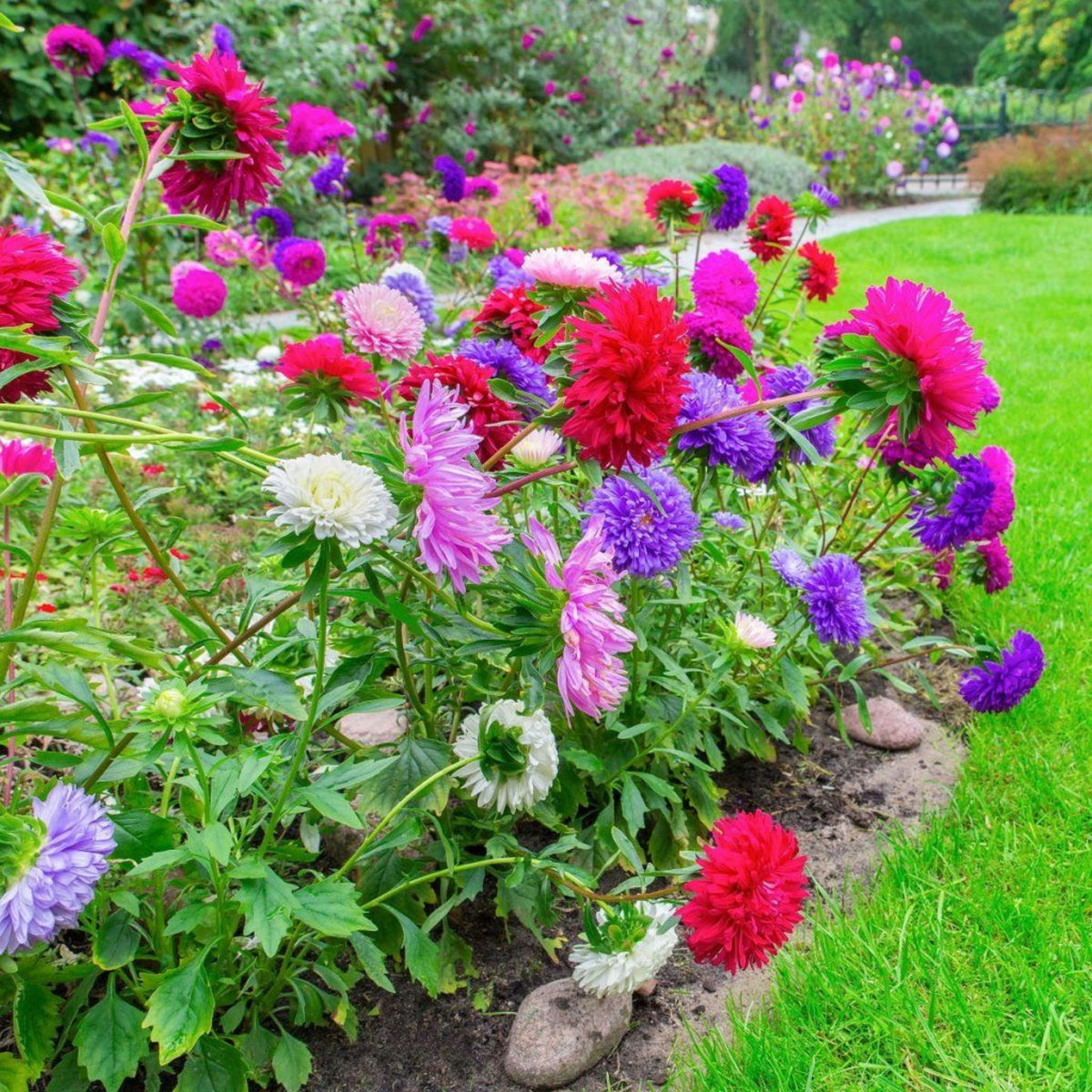 Powderpuff Mix Aster Seeds - Colorful Autumn Blooms, 20 seeds