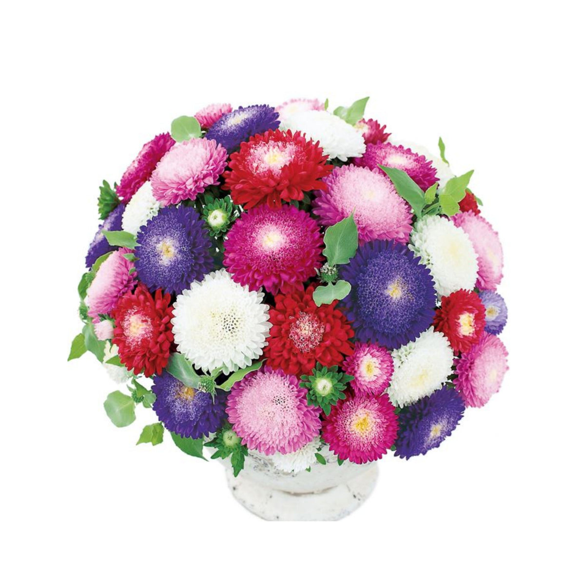 Powderpuff Mix Aster Seeds - Colorful Autumn Blooms, 20 seeds