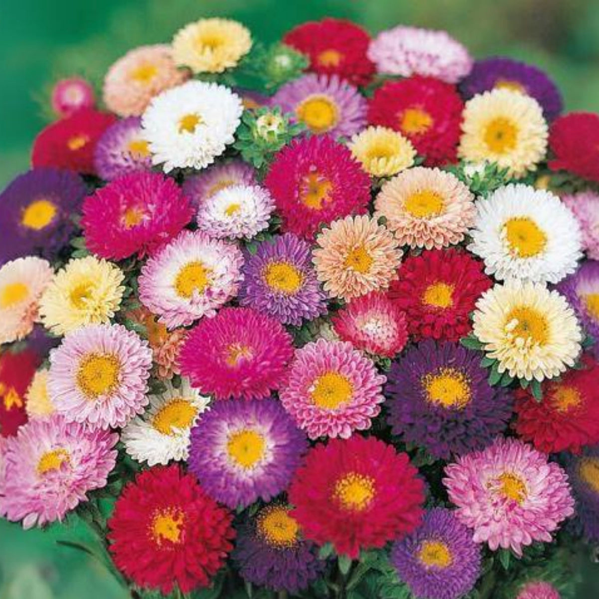 Powderpuff Mix Aster Seeds - Colorful Autumn Blooms, 20 seeds