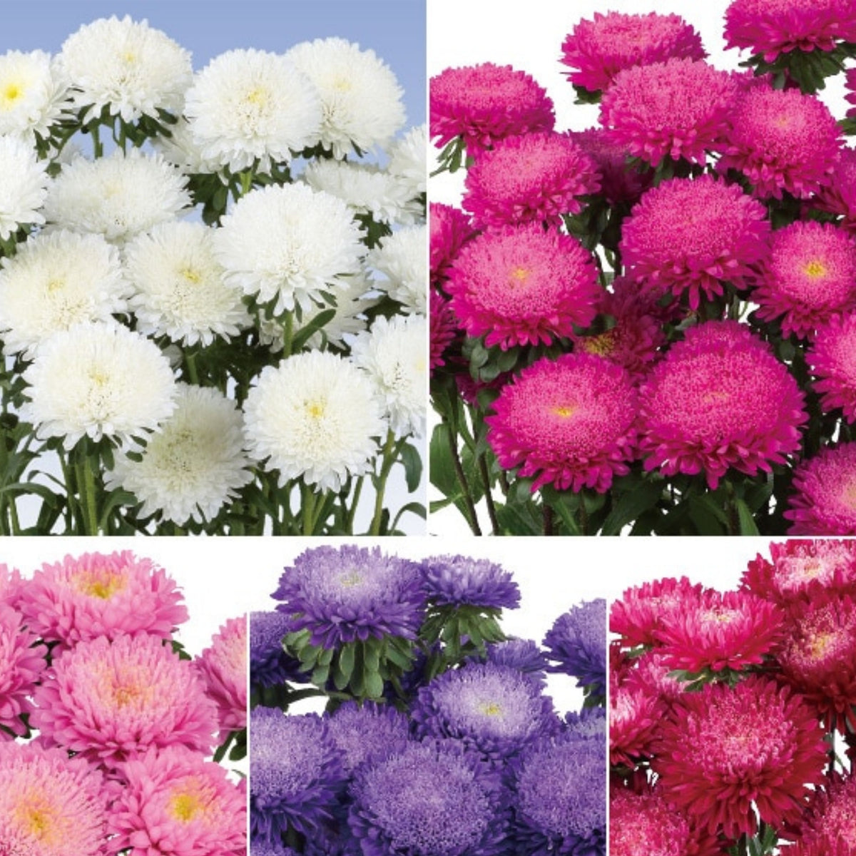 Powderpuff Mix Aster Seeds - Colorful Autumn Blooms, 20 seeds
