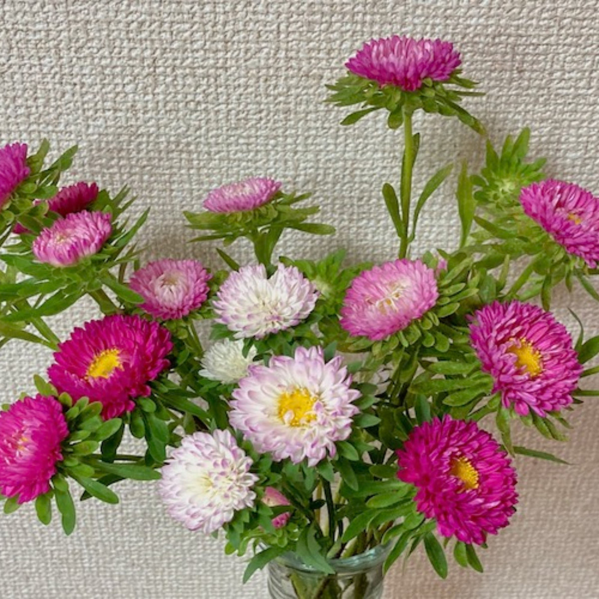 Powderpuff Mix Aster Seeds - Colorful Autumn Blooms, 20 seeds