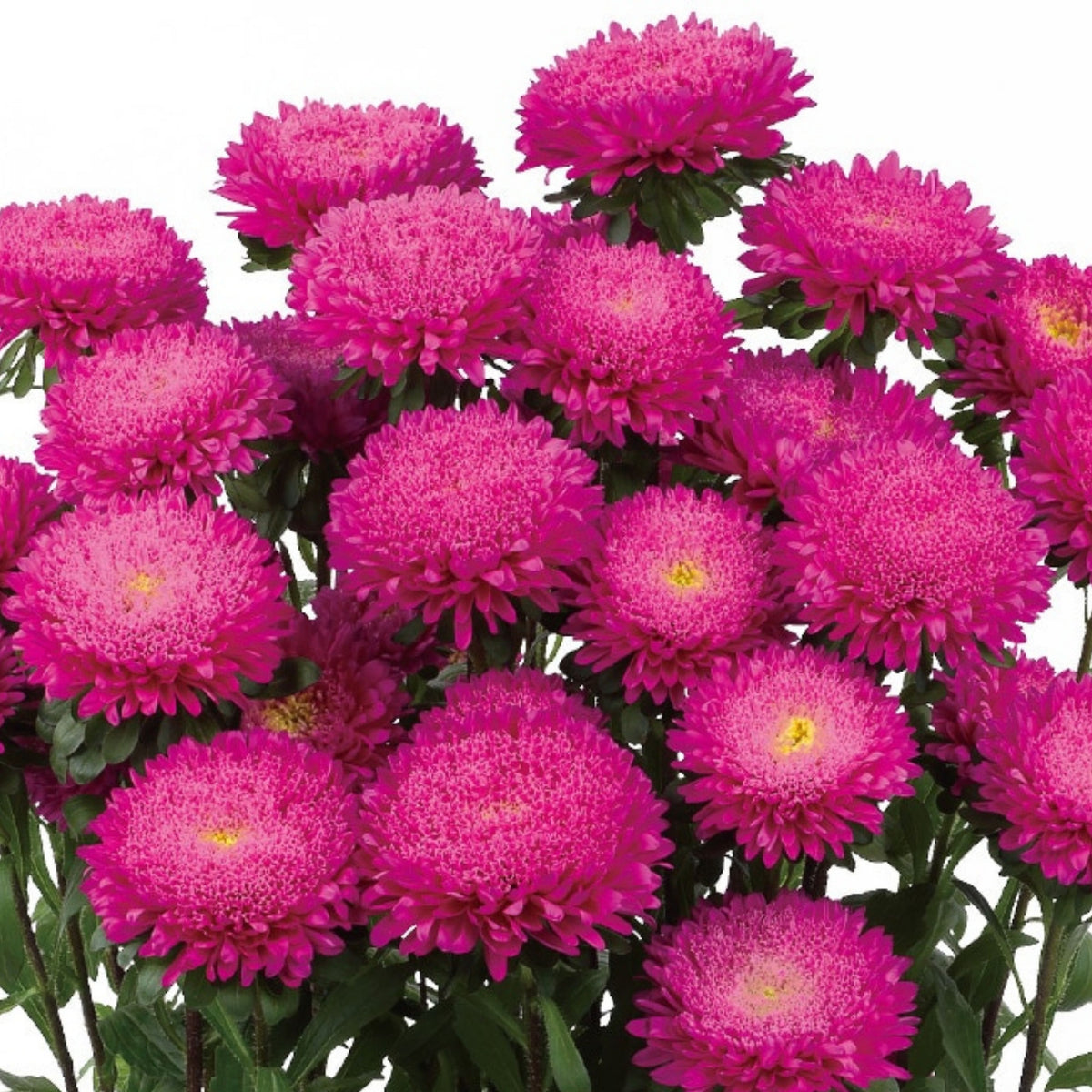 Powderpuff Mix Aster Seeds - Colorful Autumn Blooms, 20 seeds