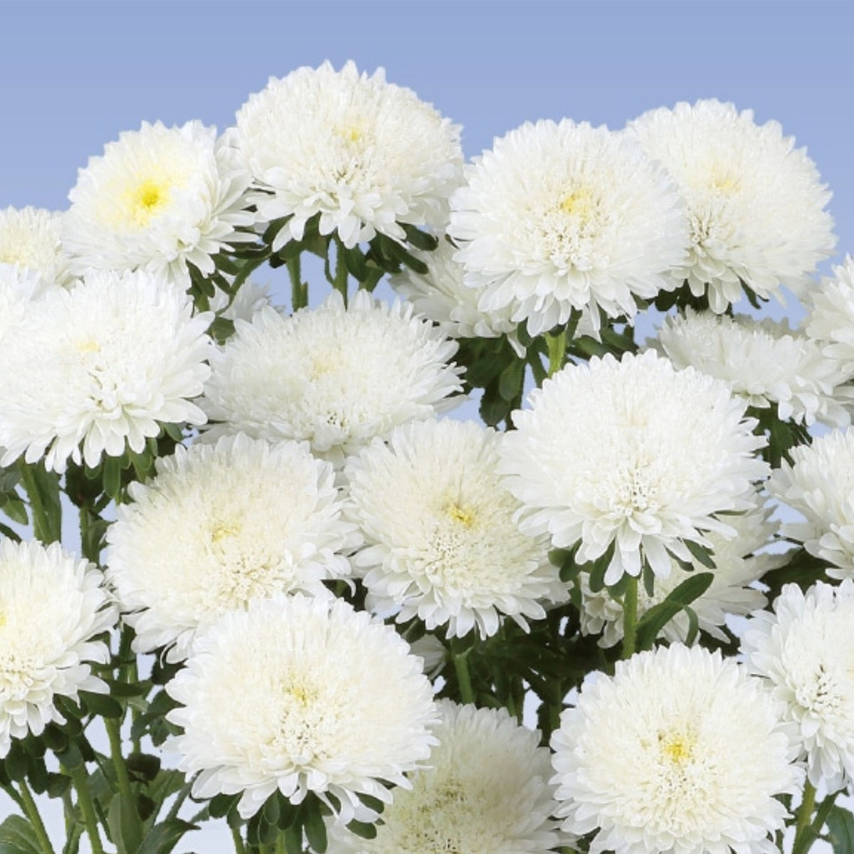 Powderpuff Mix Aster Seeds - Colorful Autumn Blooms, 20 seeds