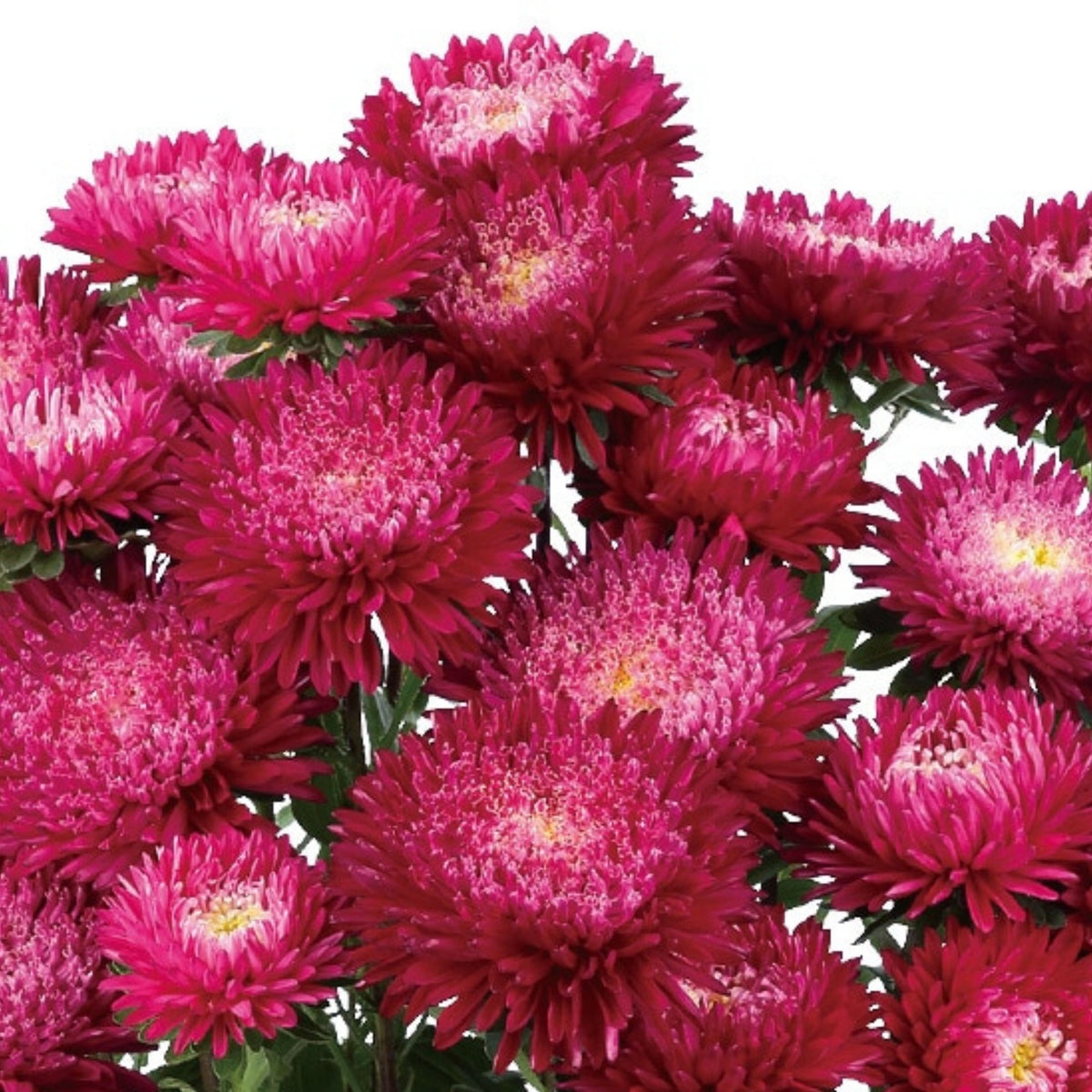 Powderpuff Mix Aster Seeds - Colorful Autumn Blooms, 20 seeds