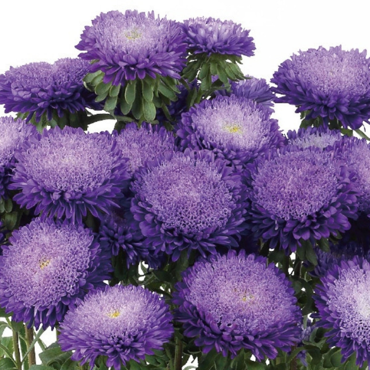 Powderpuff Mix Aster Seeds - Colorful Autumn Blooms, 20 seeds