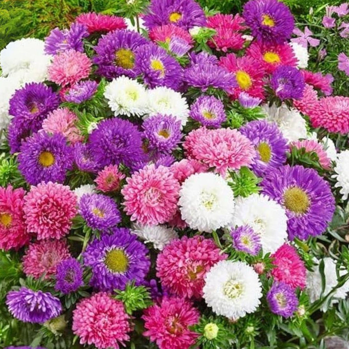 Powderpuff Mix Aster Seeds - Colorful Autumn Blooms, 20 seeds