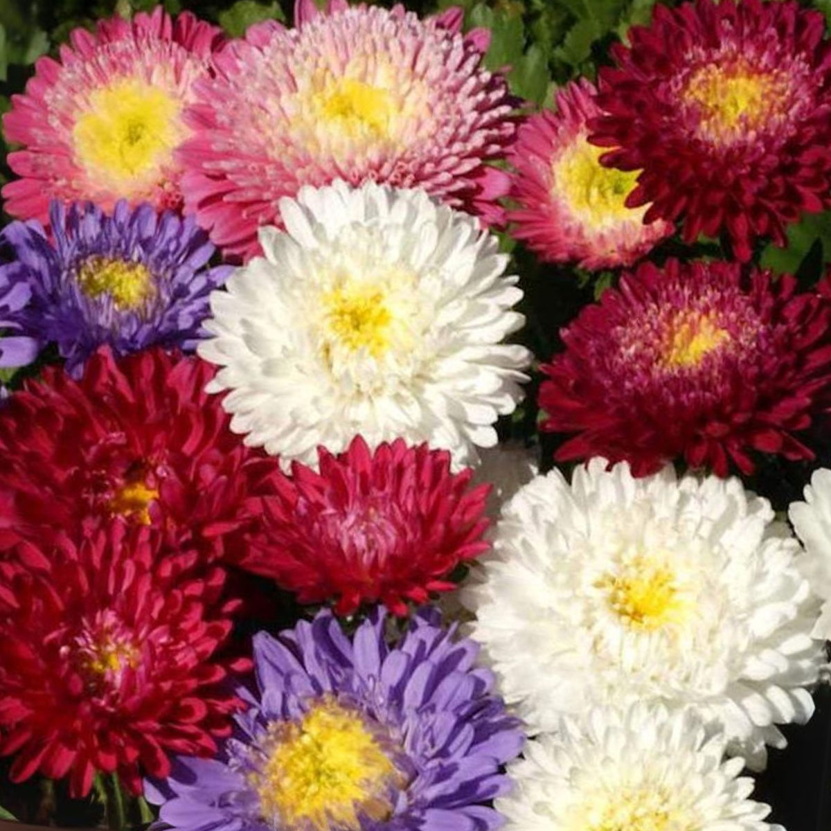 Powderpuff Mix Aster Seeds - Colorful Autumn Blooms, 20 seeds