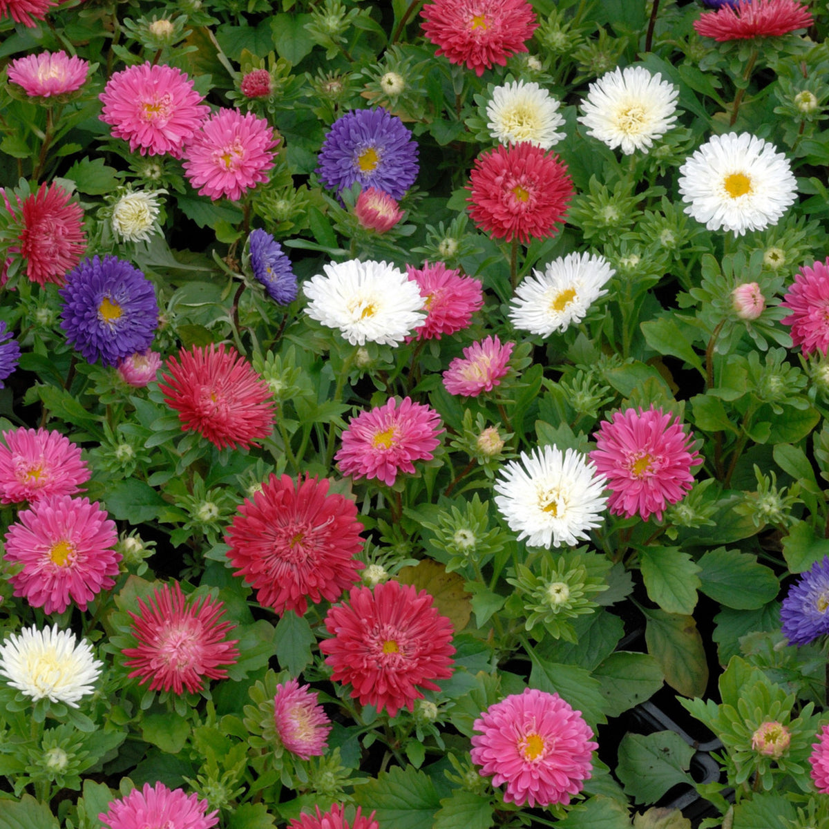Powderpuff Mix Aster Seeds - Colorful Autumn Blooms, 20 seeds