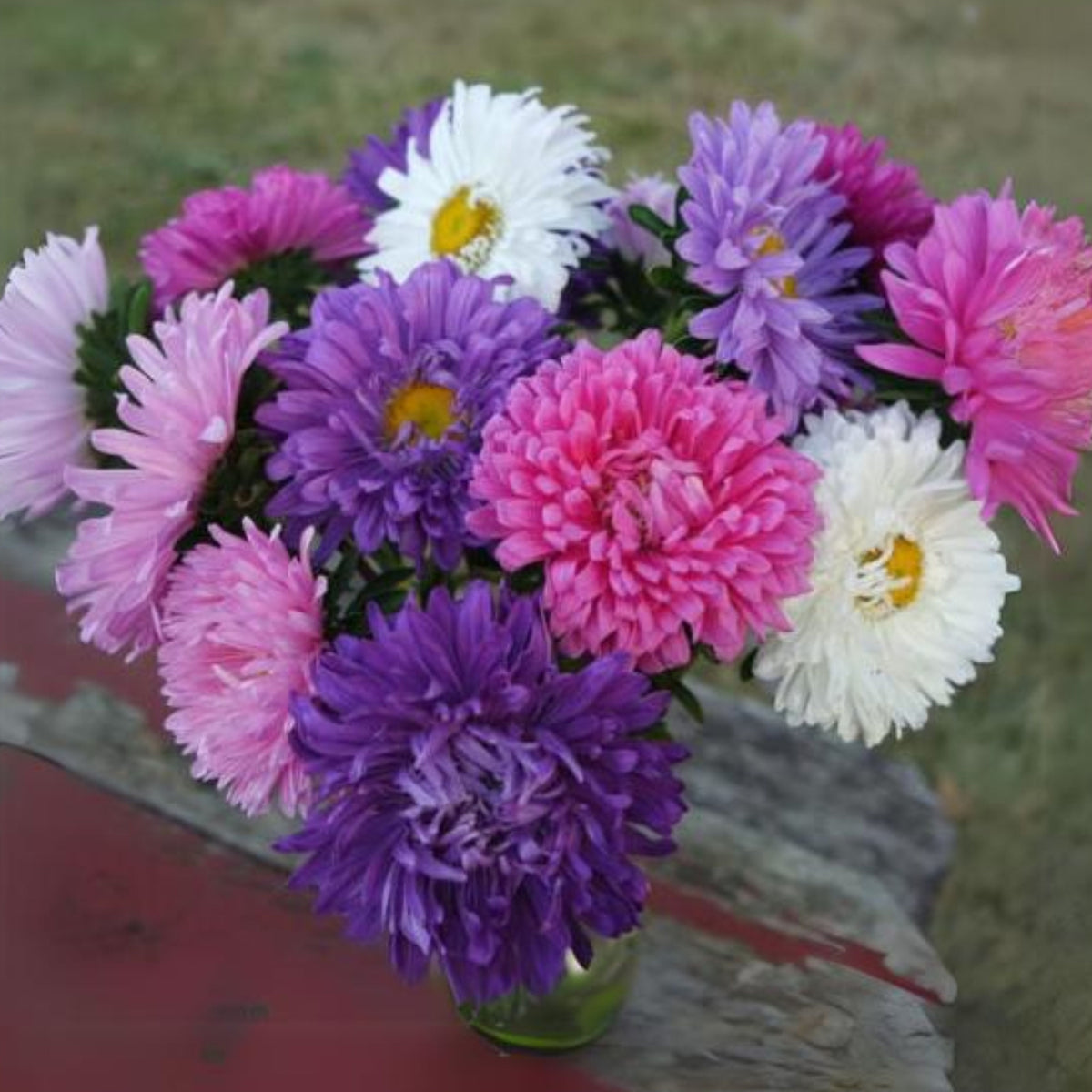 Giant of California Mix Aster Seeds - Colorful Autumn Blooms, 20 seeds
