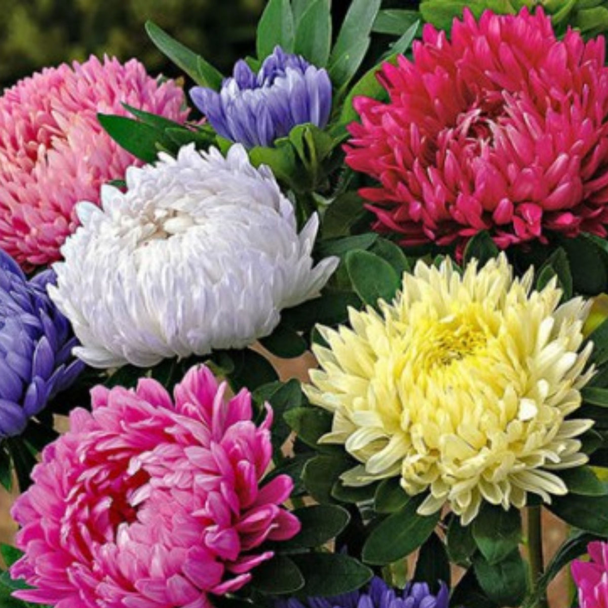 Giant of California Mix Aster Seeds - Colorful Autumn Blooms, 20 seeds
