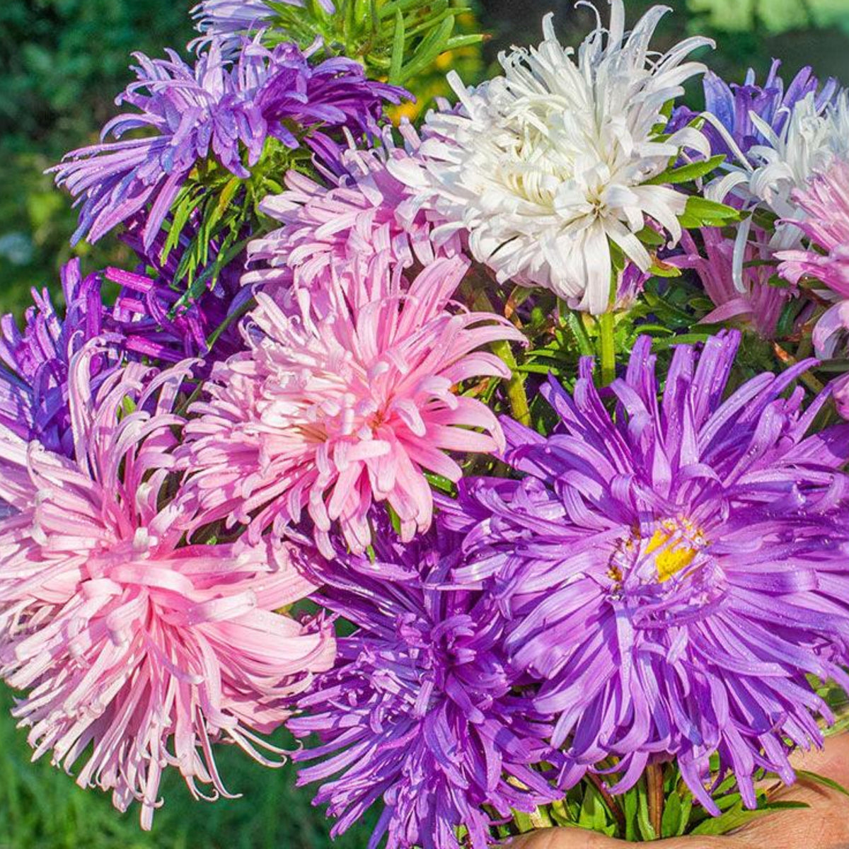20s | Giant of California Mix Aster Seeds – Heirloom, Non-GMO, Colorful Autumn Blooms, Easy to Grow, Perfect for Fall Gardens, Pollinator-Friendly, Border Plants, Cut Flowers, and Cottage Gardens#8027