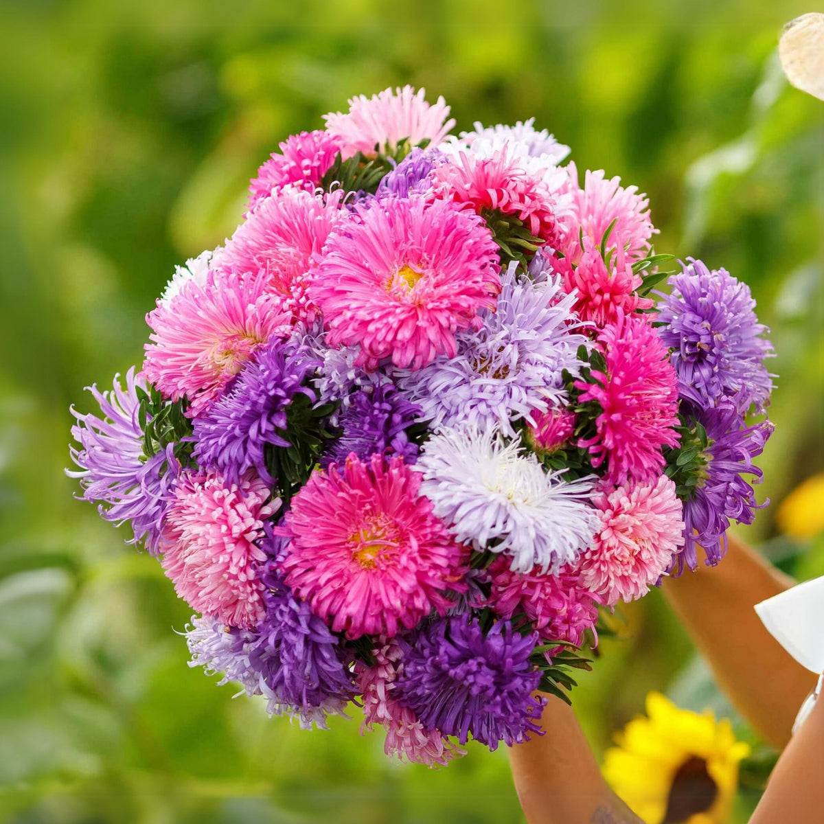 Giant of California Mix Aster Seeds - Colorful Autumn Blooms, 20 seeds