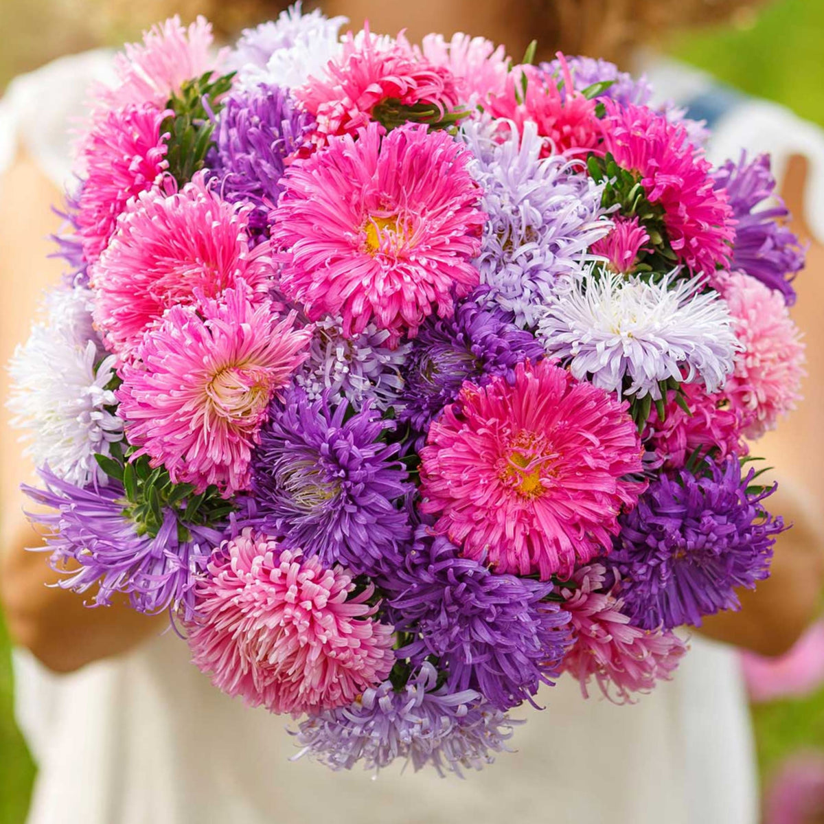 Giant of California Mix Aster Seeds - Colorful Autumn Blooms, 20 seeds