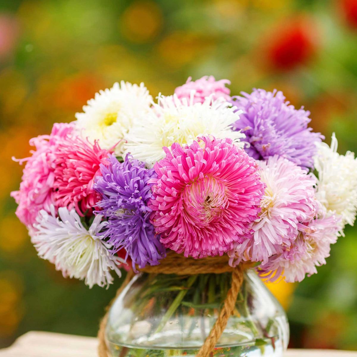 Giant of California Mix Aster Seeds - Colorful Autumn Blooms, 20 seeds
