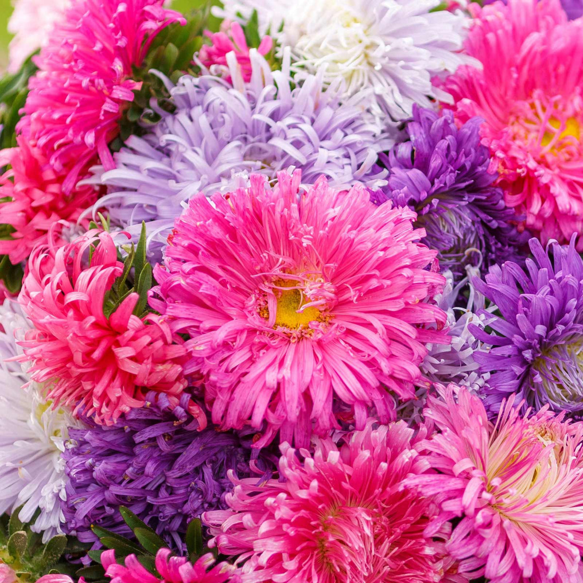 Giant of California Mix Aster Seeds - Colorful Autumn Blooms, 20 seeds