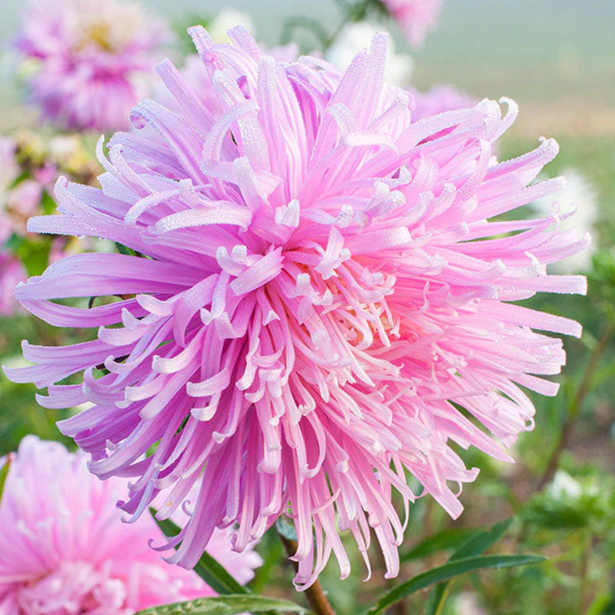 20s | Giant of California Mix Aster Seeds – Heirloom, Non-GMO, Colorful Autumn Blooms, Easy to Grow, Perfect for Fall Gardens, Pollinator-Friendly, Border Plants, Cut Flowers, and Cottage Gardens#8027
