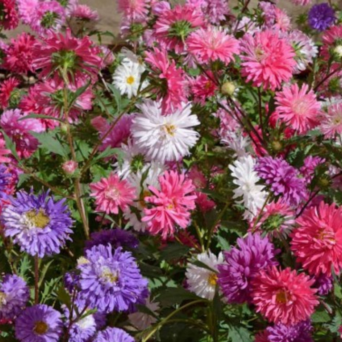 Giant of California Mix Aster Seeds - Colorful Autumn Blooms, 20 seeds