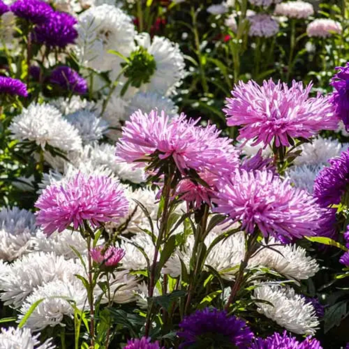 Giant of California Mix Aster Seeds - Colorful Autumn Blooms, 20 seeds