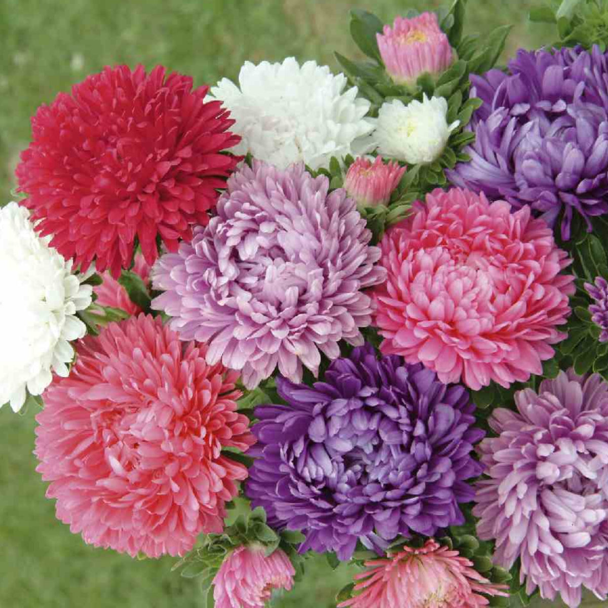Giant of California Mix Aster Seeds - Colorful Autumn Blooms, 20 seeds