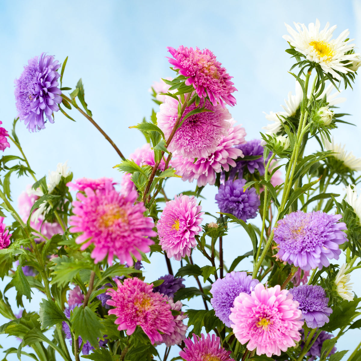 Matsumoto Mix Aster Seeds - Colorful Autumn Blooms, 20 seeds