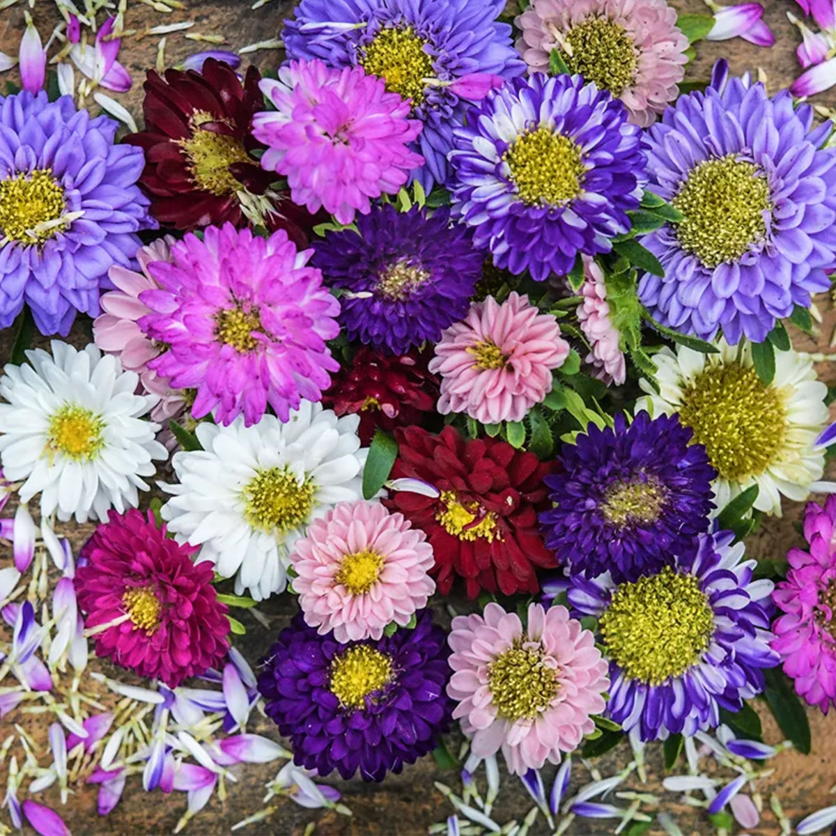 Matsumoto Mix Aster Seeds - Colorful Autumn Blooms, 20 seeds